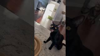 black cat chattering || ekekekkekkek