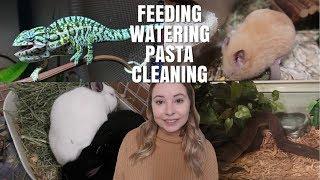 Nightly Pet Care! | Feeding, Cleaning, Pasta | Vlogmas Day 3