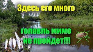 ОТЛИЧНЫЙ КЛЕВ ГОЛАВЛЯ на майского жука в проводку на малой реке. РЫБАЛКА в правильном месте! 25 мая.