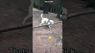 #labradorretriever #dog #dogshorts #dogbreed