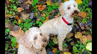 East Harptree Combe Autumn Walk.