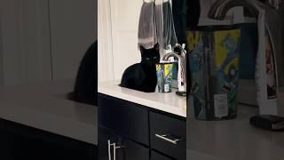 The Toothbrush is NOT a Cat Toy #music #cat