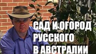 САД И ОГОРОД РУССКОГО В АВСТРАЛИИ. ПОДРОБНЕЕ. 1 Australia-1302