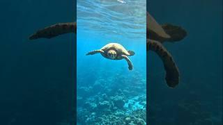 Close encounter with a turtle.....#maldives #scubadiving #turtle