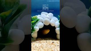  Stunning DIY Fish Cave for Happy Aquatic Friends