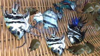 So Amazing beautiful Fish! Caught beautiful big Angel Fish, Halfmoon and lovely Soft-Shelled Turtle