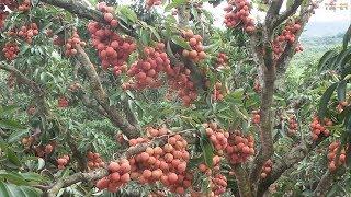 WOW! Amazing Agriculture Technology - Lychee