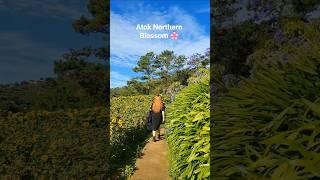 Atok Northern Blossom  #travel #youtubeshorts