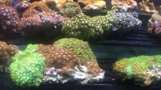 Premium Aquatics Fish, Coral and Live Rock in stock 6-10-2017