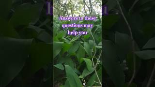 Answers to these questions may help you️#nature #healing #psicologia #spirituality #calm #shorts