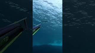 Most Difficult Shot!  #spearfishing #diving #fish #underwater #sea #fishing #pesca #malta #chasse