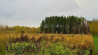 Деревня Гадовичи Оршанский район Витебская область Беларусь. Автор фото Виталий Андрейчук