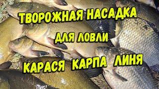 Творожная насадка для ловли карася карпа линя