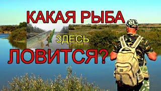 КАКАЯ РЫБА ЛОВИТСЯ, НА РЕКЕ ИШИМ? СЕЛО РАЗДОЛЬНОЕ АВГУСТ 2022