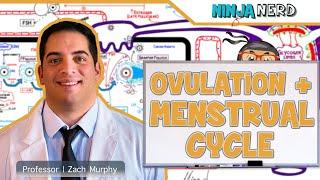 Female Reproductive Cycle | Ovulation & Menstrual Cycle: Overview