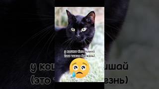 Социальный ролик с кошкой, благотворительность #shorts