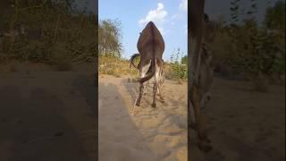 #donkey #animals #foryou #youtubeshorts #pets