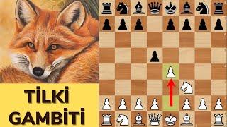 TİLKİ  (TENNISON) GAMBİTİ - MÜTHİŞ BİR AÇILIŞ SİLAHI!