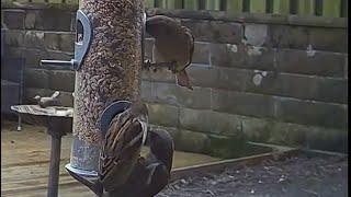 I have no idea why sparrows do this, when there are free perches available ‍️ #birdfeeder #uk
