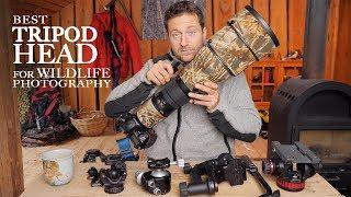 Best TRIPOD HEAD for WILDLIFE PHOTOGRAPHY | Ballhead vs gimbal vs video head [photo friday]