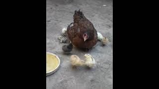 HEN CHICKS #SHORTS |AFAQ BUKHARI