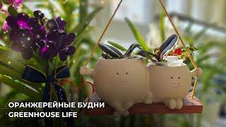 Оранжерейные будни. Greenhouse life.