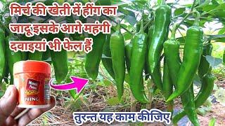 सिर्फ एक बार डाल दो यह अद्भुत चीज मिर्च में पूरा पौधा मिर्च से लद जाएगा/chilli plant care