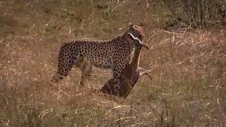 Cheetah Hunting Gazelle | Big Cat Diary | BBC Earth