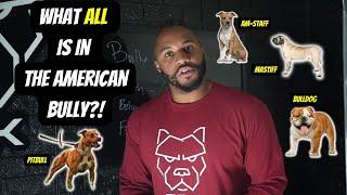 What breeds make up the American bully?!!!