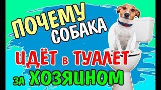 Почему собака идёт за хозяином в туалет