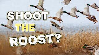 Duck Hunting the Roost! | Should You Ever Do It?