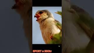 Birds all saving their children from big Cobra | Like & Subscribe me ️