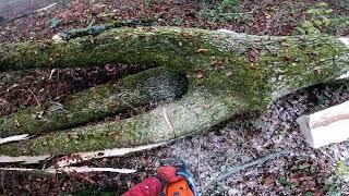 Große Eschen gefällt  Submissionsholz 5 #esche #ash #forst #forest #timber #husqvarna #592