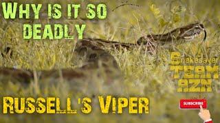 यमदूत समझे जाने वाले सांप की सच्चाई। Snakesaver Team AZN । Russell's Viper. Released in forest