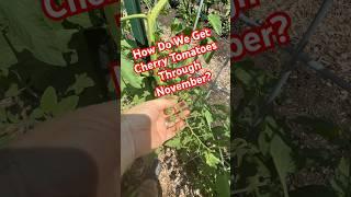 Cherry Tomatoes Through November? #regenerativeagriculture #garden #tomato
