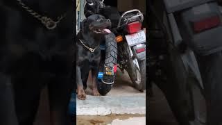 cho pk vlog