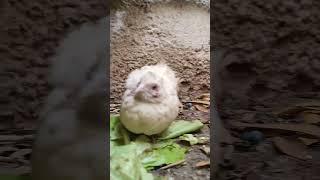 Quails born to fight!