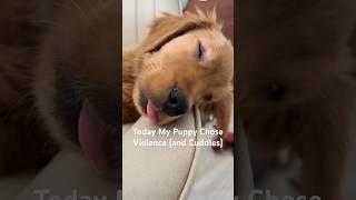 They Said ‘Good Boy’ and I Took That Personally #goldenretriever #funnypuppy #dayinthelife