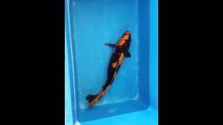 18" Kinki Utsuri Koi Carp fish for sale @ love aquatics