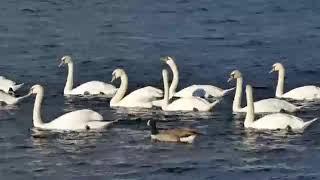 Beautiful Swans 