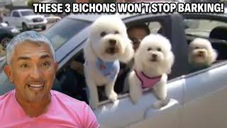 These Barking Bichons Annoy Everyone Around Them! | Cesar 911 Throwbacks