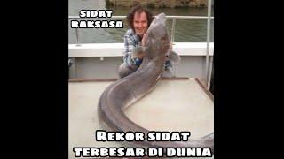 IKAN SIDAT RAKSASA || REKOR SIDAT TERBESAR DI DUNIA