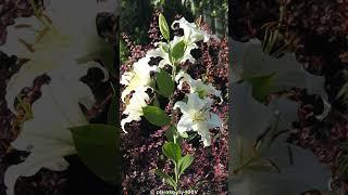 Lilia biała (Lilium candidum) #shorts #plants #flowers #rośliny