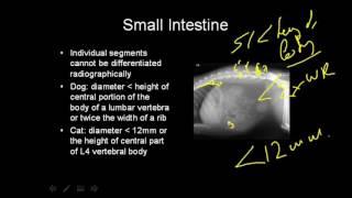 VET Talks - Normal Radiographic Anatomy of the Canine Abdomen