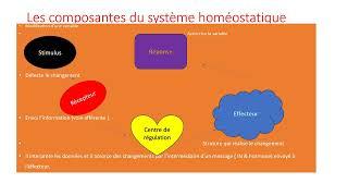 Introduction à l'anatomie et la physiologie : Définition, niveau d'organisation, homéostasie.