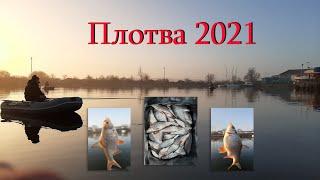 Плотва осенняя 2021, самая красива плотва в области