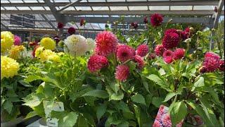 Dahlias for Pots and  Containers  London Garden Centre