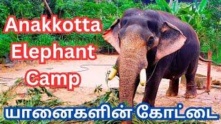  யானைகளின் கோட்டை || Anakkotta Elephant Camp Guruvayoor #vinothvlog