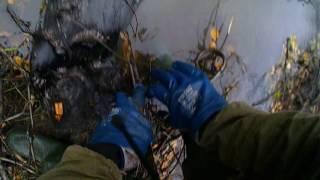 КАПКАННЫЙ ПРОМЫСЕЛ   ОХОТА НА БОБРА ЧАСТЬ 2