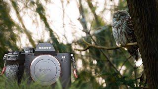 Sony a7IV Long-Term Review: Wildlife Photography